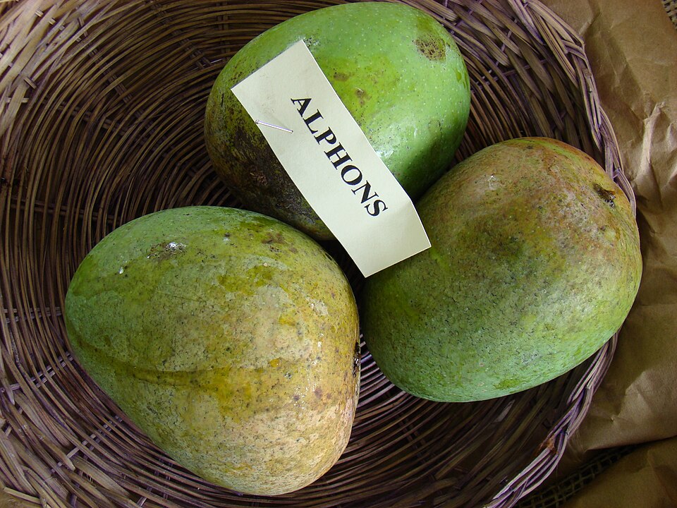 Three broad green and yellow Alphonso mangoes in a basket with an Alphonso label