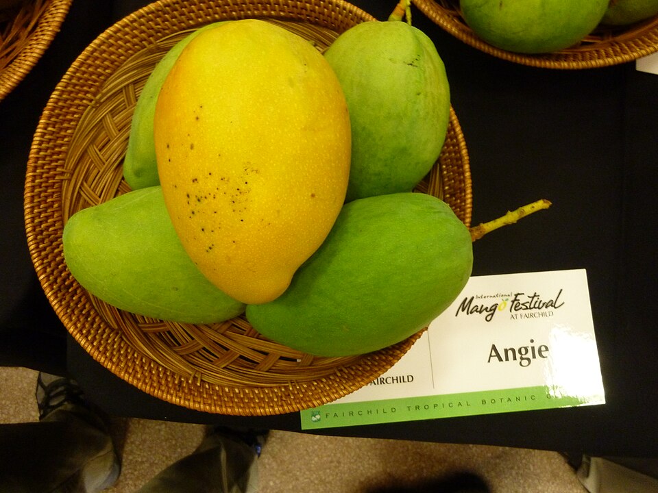 Angie mangoes displayed at the 2010 International Mango Festival, Fairchild Tropical Botanic Garden, Florida.