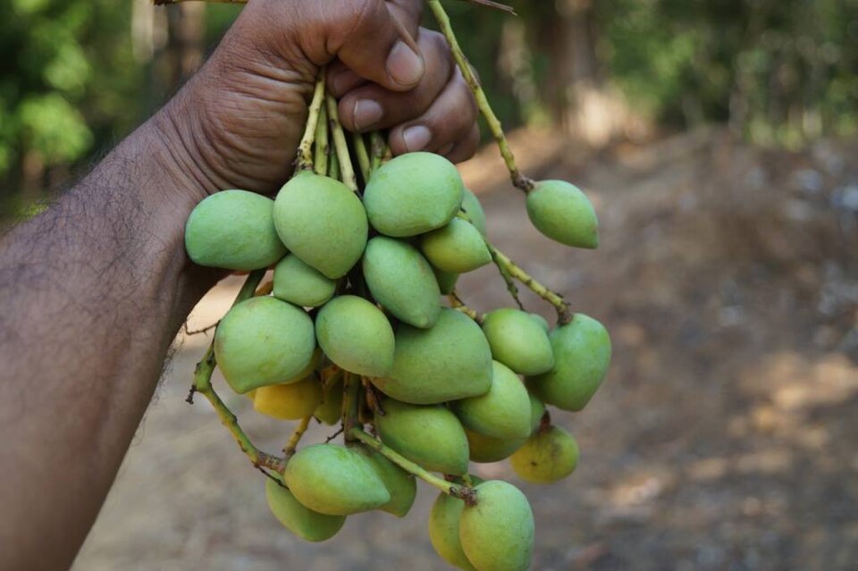 A hand holding a bunch of small green Appemidi mangoes on their stems