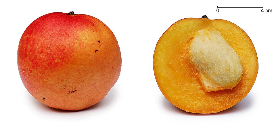 Round red-yellow Apple mango beside a cross section exposing its large seed and a four-centimeter scale
