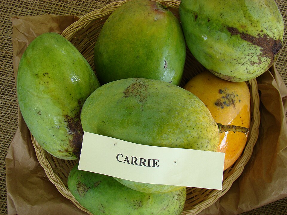 Carrie mangoes displayed at the Redland Summer Fruit Festival, Florida. Individual fruit and maturity vary.