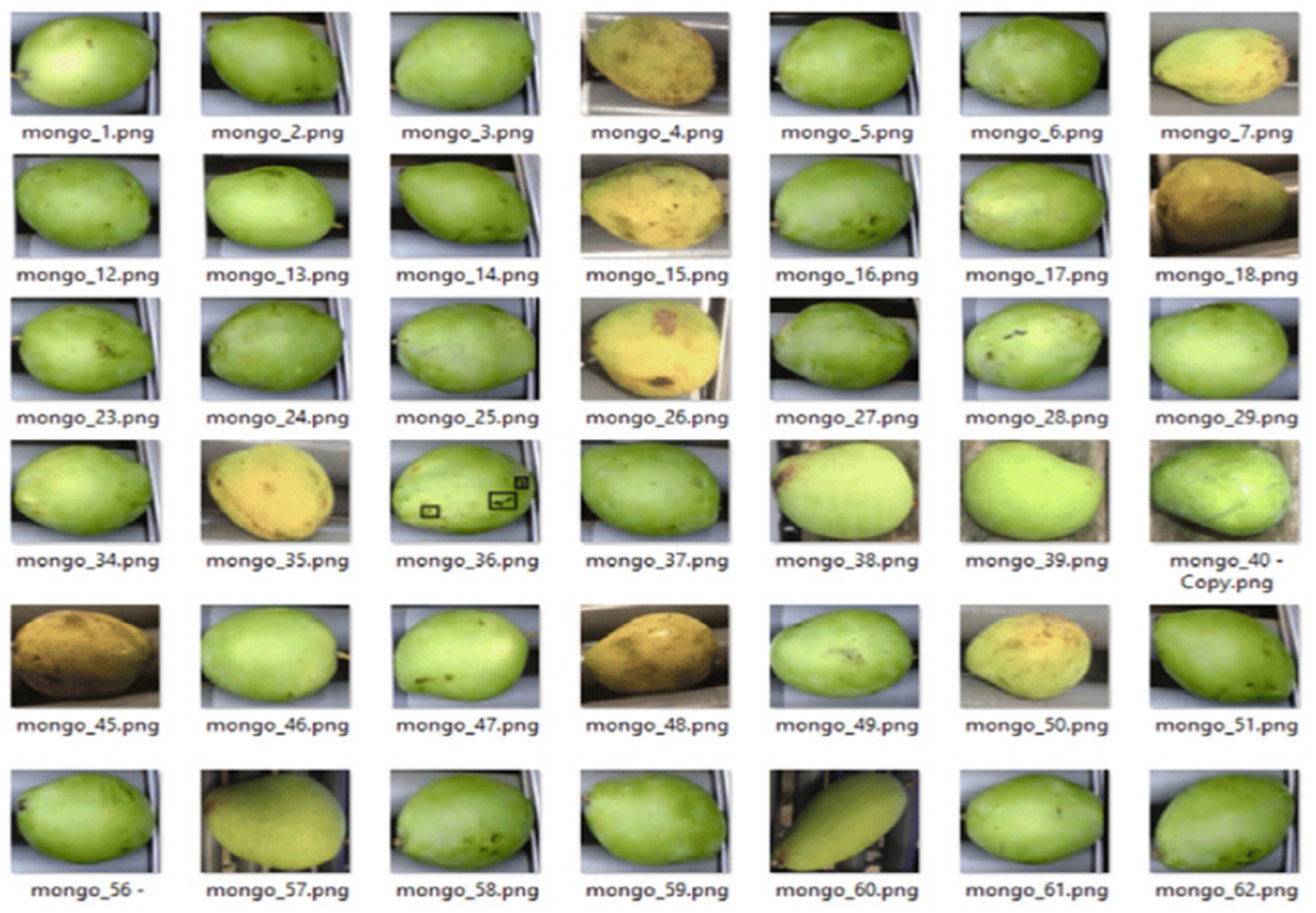 A labeled grid of 42 Cat Chu mango sample photographs showing variation in green and yellow skin, shape and surface blemishes.