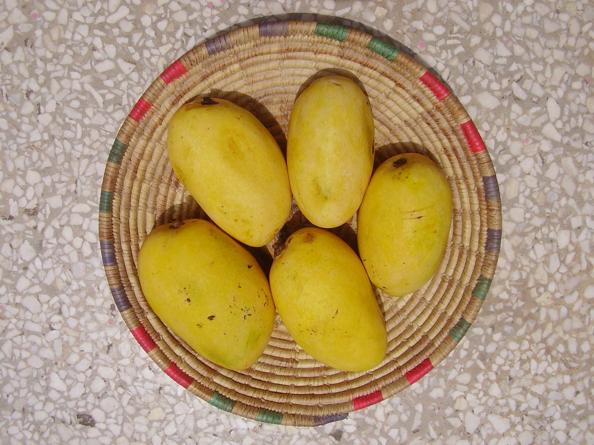 Five yellow Chaunsa mangoes in a round woven tray