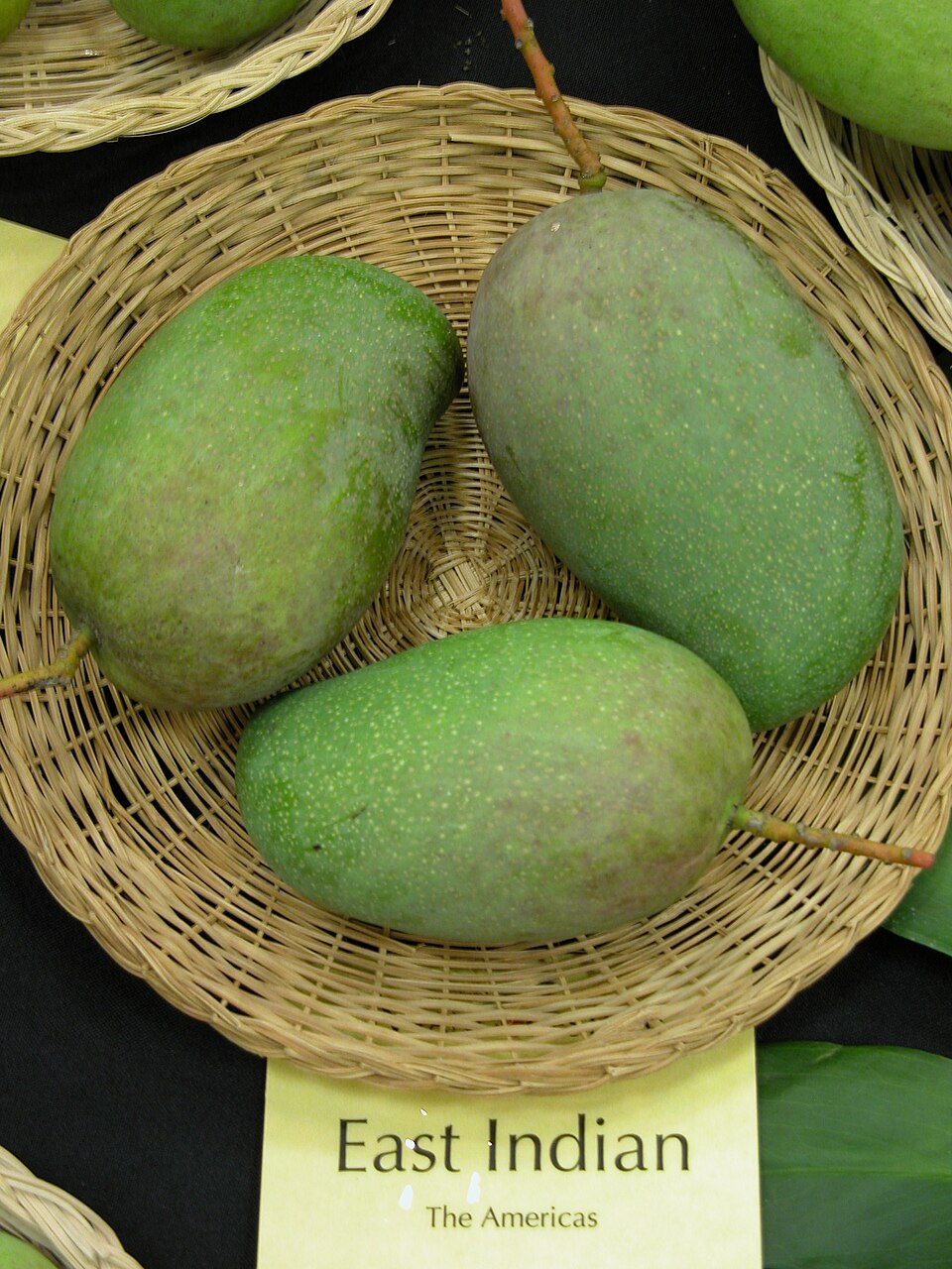 East Indian mangoes displayed at Fairchild Tropical Botanic Garden, Florida. Maturity is not specified.