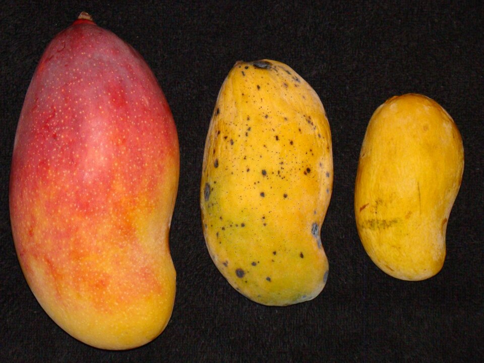 Three mangoes: Valencia Pride left, yellow Madame Francis center, and Ataulfo right