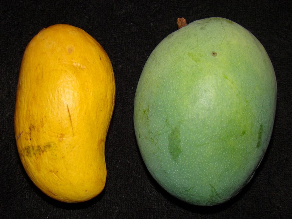 Green semi-ripe Gold Nugget on the right beside a yellow Ataulfo on the left