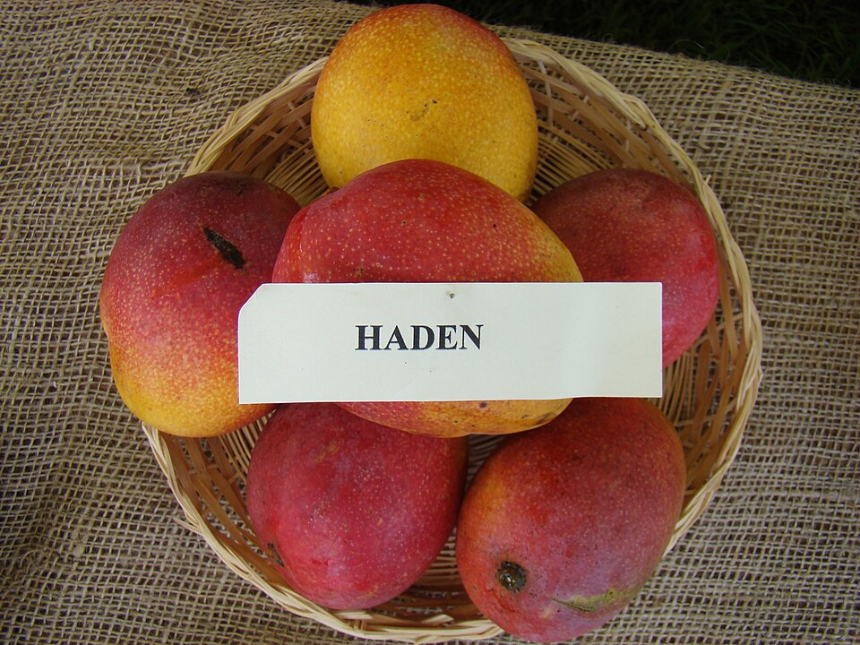 Haden mangoes displayed at the Redland Summer Fruit Festival, Florida. Individual fruit and maturity vary.