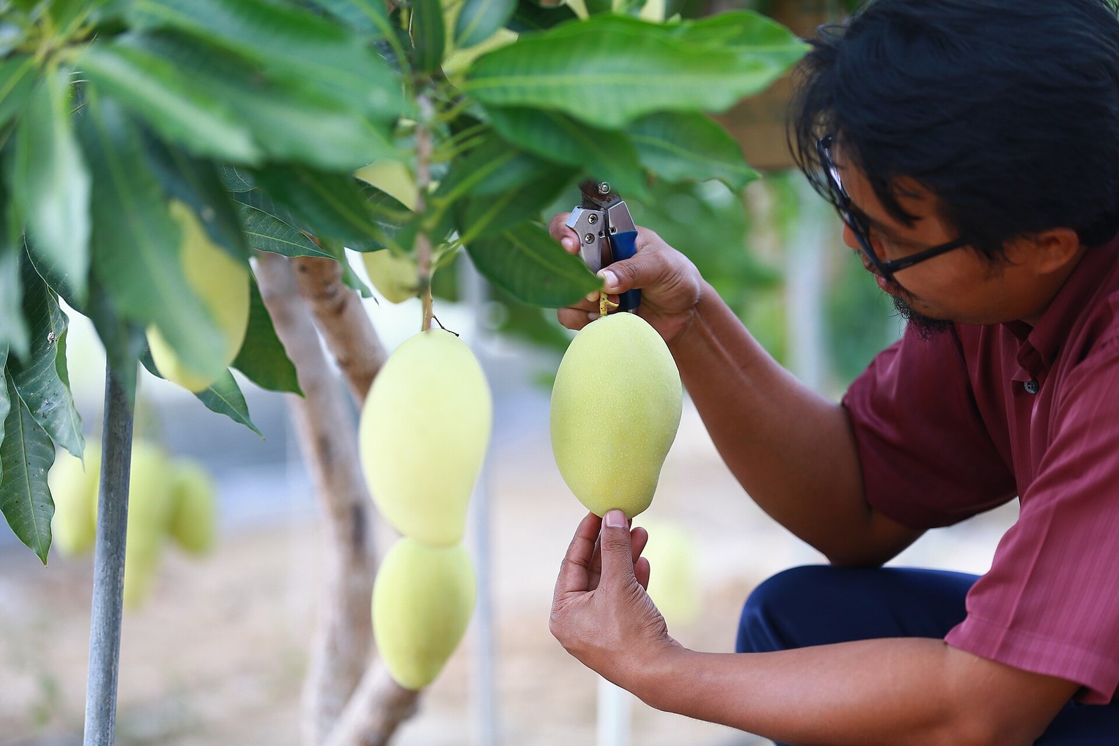 A person holds a whole pale green Harumanis mango beside other fruit hanging from a tree