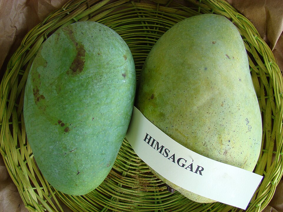 Two green Himsagar mangoes beside a visible Himsagar label in a basket