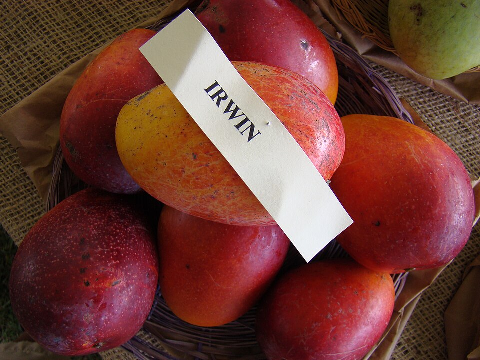 Irwin mangoes displayed at the Redland Summer Fruit Festival, Florida. Individual fruit and maturity vary.