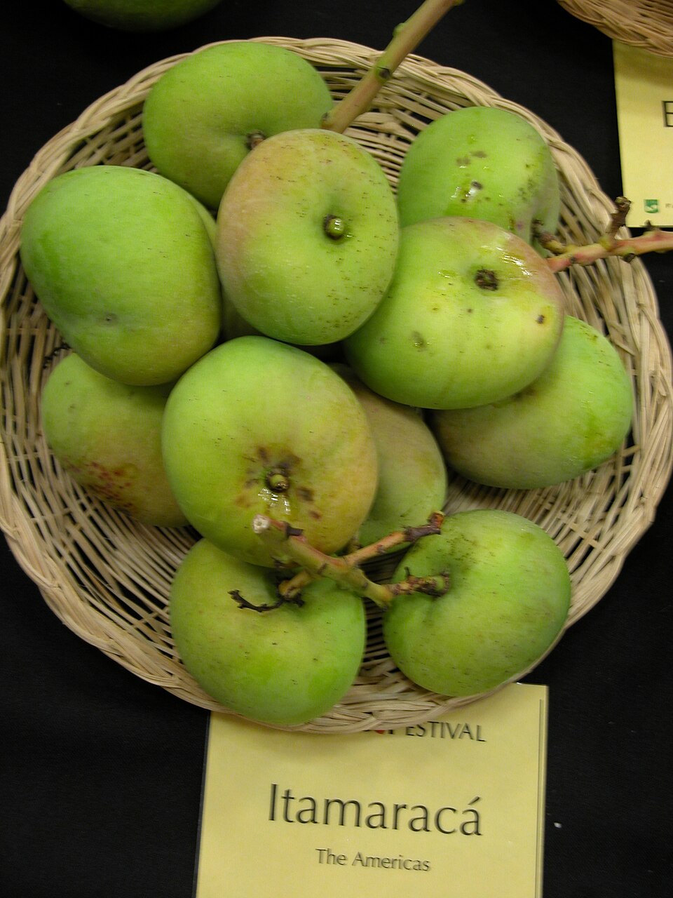 Itamaracá mangoes displayed at Fairchild Tropical Botanic Garden, Florida. Maturity is not specified.