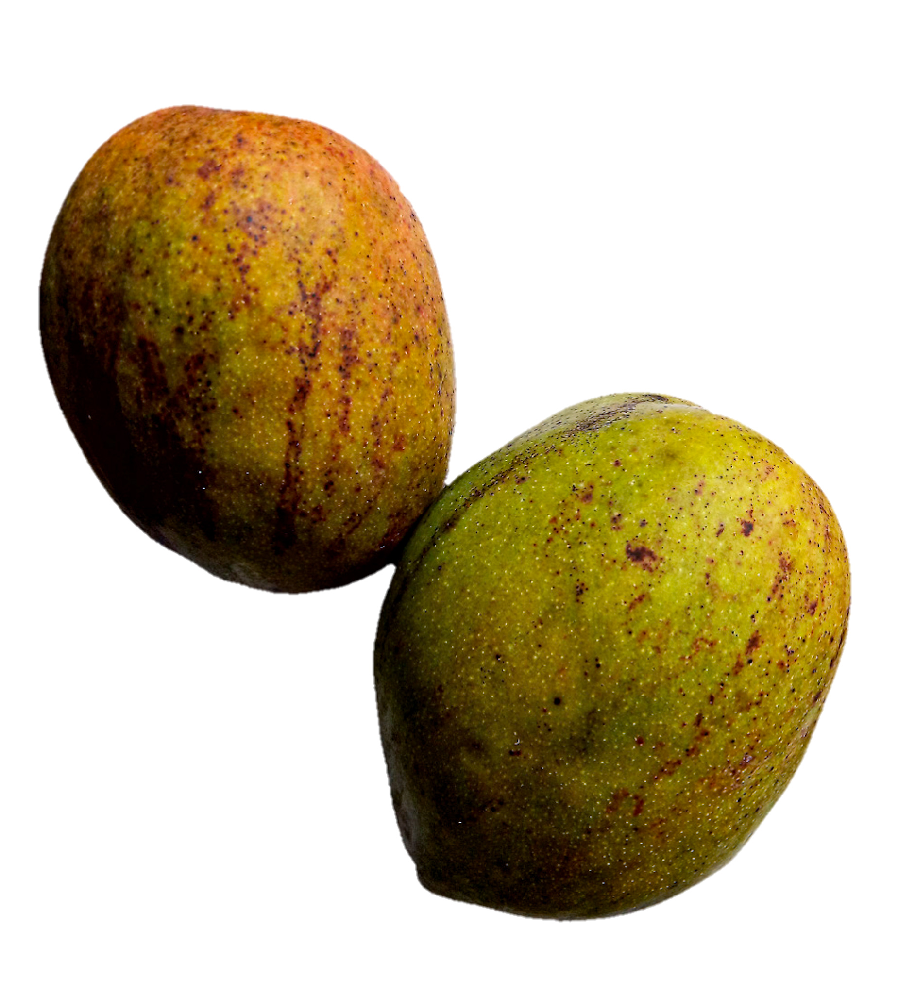 Two intact yellow-green and brown-speckled Julie mangoes on white
