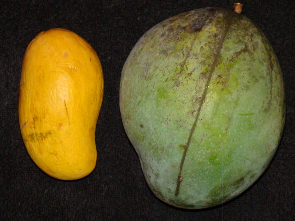 Large green ripe Keitt mango on the right beside a smaller yellow Ataulfo on the left