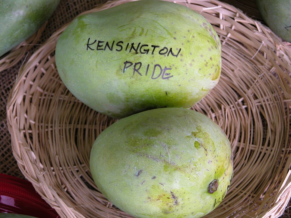 Kensington Pride mangoes displayed at the Fruit & Spice Park, Florida. Maturity is not specified.