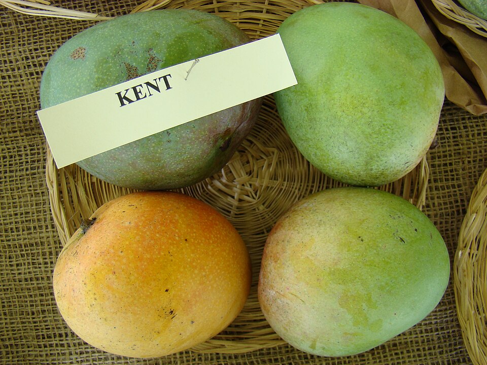 Kent mangoes displayed at the Redland Summer Fruit Festival, Florida. Individual fruit and maturity vary.