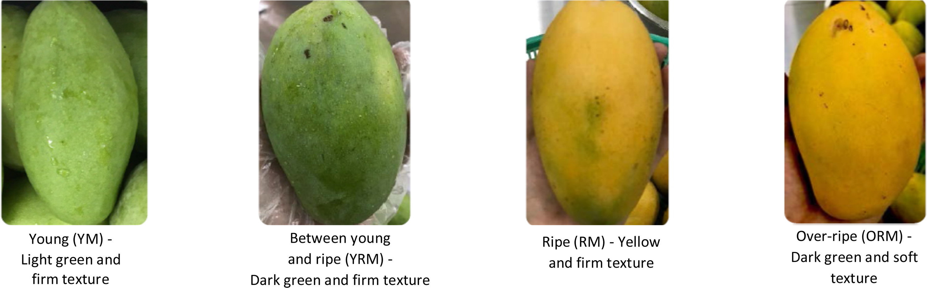 Four photographs of Keo Romeat mangoes, progressing from green young fruit to yellow ripe and over-ripe fruit, with original study labels below.