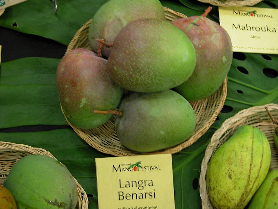 A basket of Langra Benarsi mangoes above a visible festival label