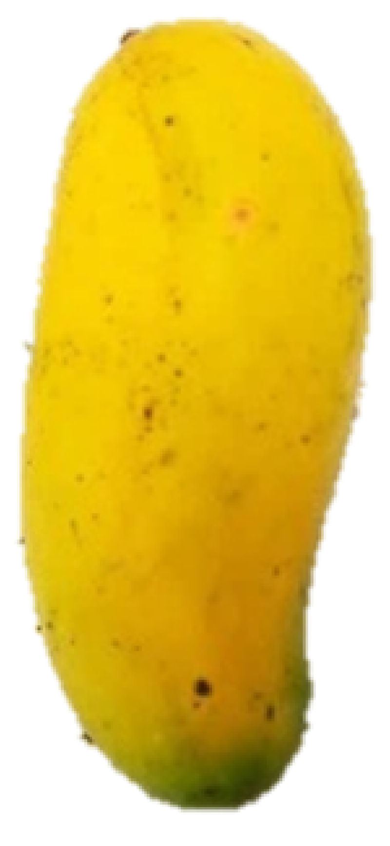 An elongated yellow Mahachanok mango photographed for a Thai cultivar study