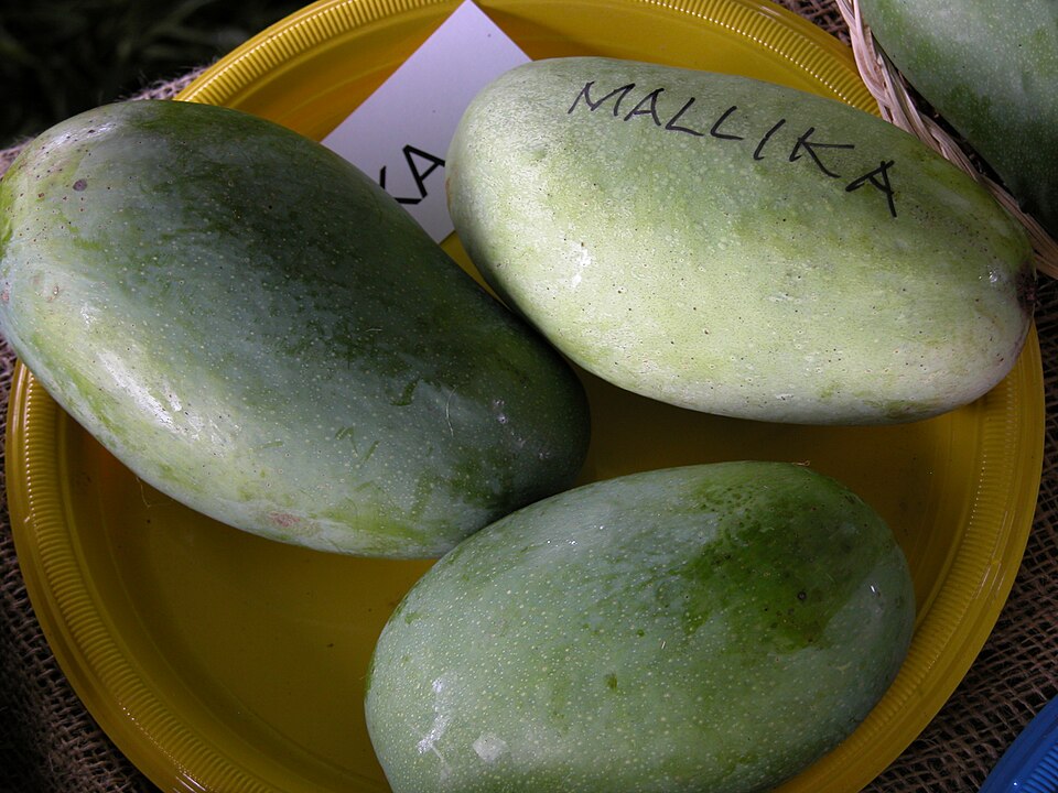 Three green oblong mangoes, one visibly labelled Mallika, on a yellow tray