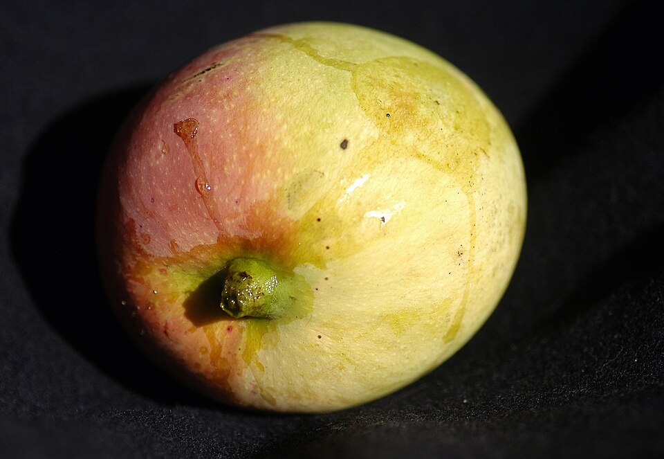 A Rosa mango photographed by CostaPPPR. Individual fruit and maturity vary.