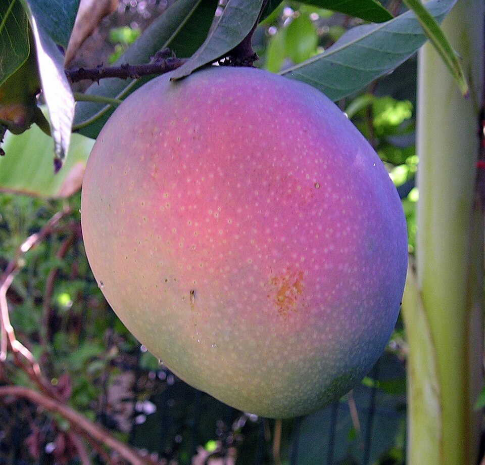 A Maya mango photographed on its tree by Roei.tabak. Maturity is not specified.