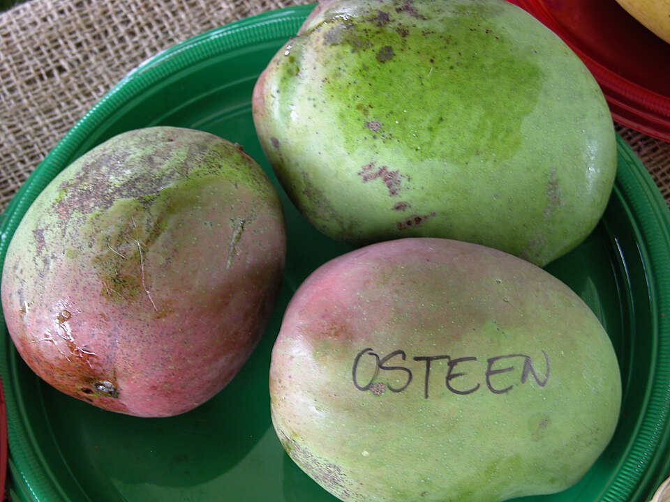 Labeled Osteen mangoes displayed at the Fruit & Spice Park, Florida. Maturity is not specified.