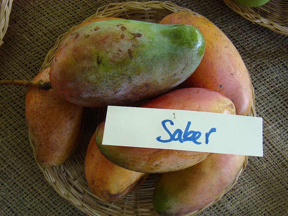 Fruit labeled Saber at the Redland Summer Fruit Festival, Florida. Saber is an alternate spelling of Sabre; maturity is not specified.