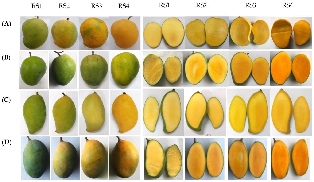 Four rows of whole and cut mangoes across four ripening stages; row A is Sein Ta Lone, with three other cultivars below.