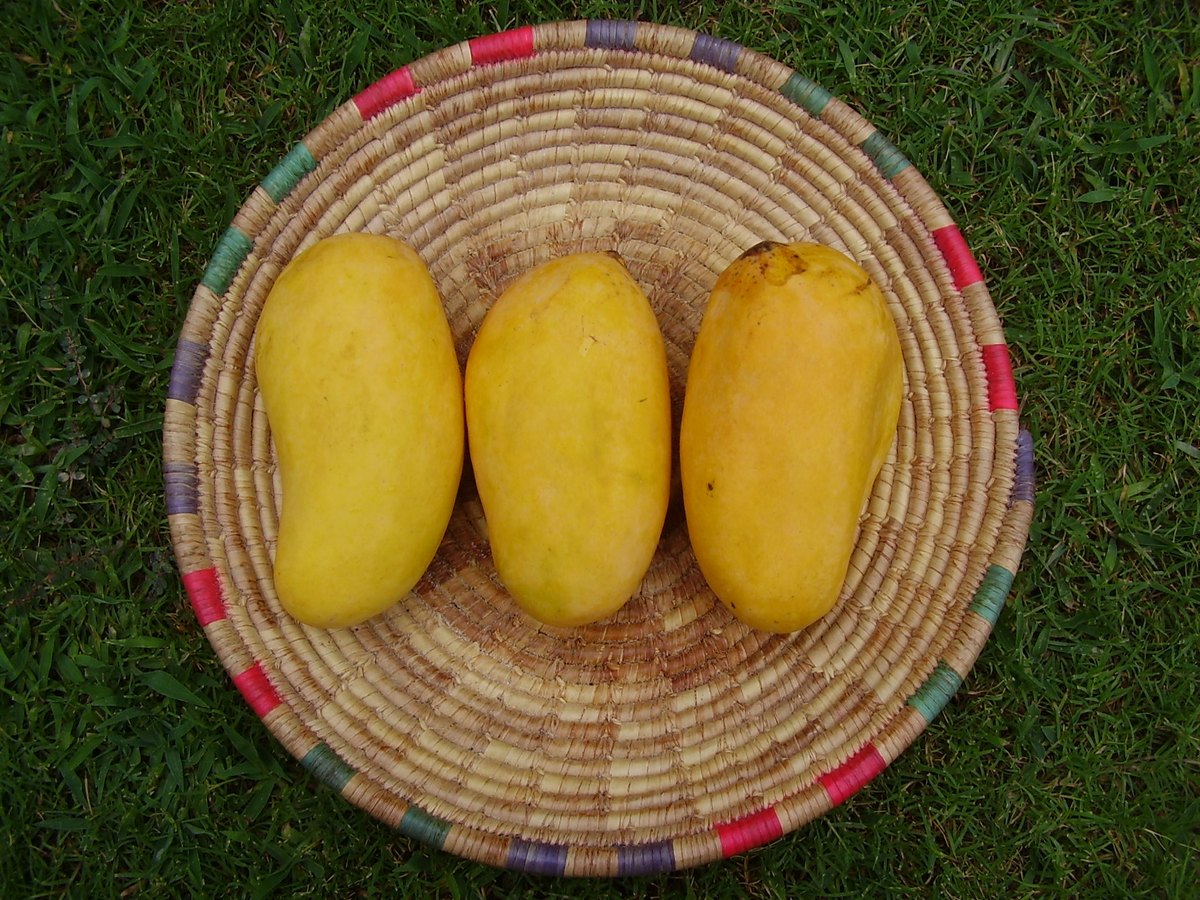 Three long yellow mangoes in a woven tray, identified as Sindhri by the photographer