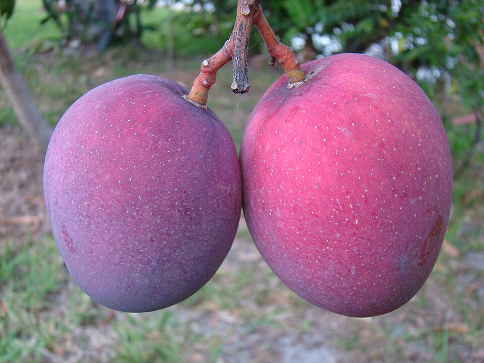 Two Tommy Atkins mangoes on a tree at Ghosh Grove, Rockledge, Florida.