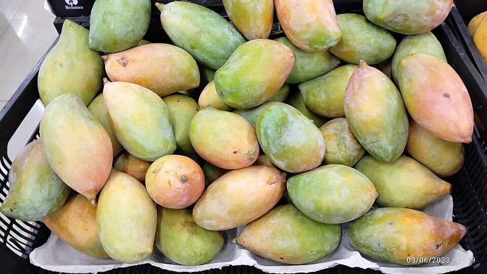 A market crate of pointed Totapuri mangoes with green, yellow and pink skins