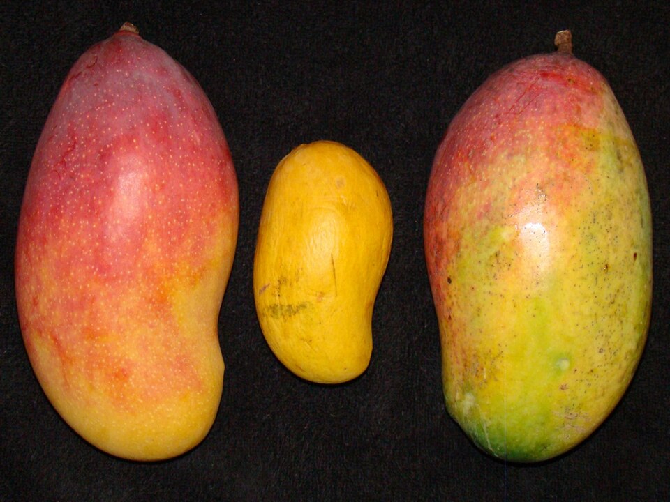 Two elongated Valencia Pride mangoes flanking a smaller yellow Ataulfo